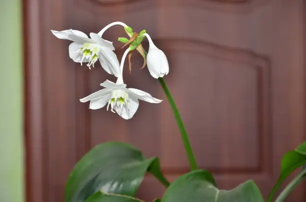 Eucharis Amazon Lily is a bulbous plant with white flowers in a flower pot