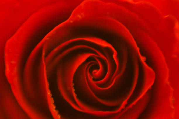 istock Scarlet rose, close up, top view, soft focus 1188101051