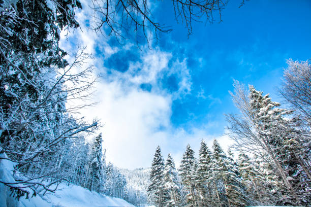 snowy winter forest and mountain lanscape