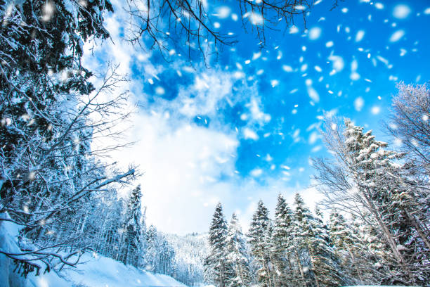 snowy winter forest and mountain lanscape