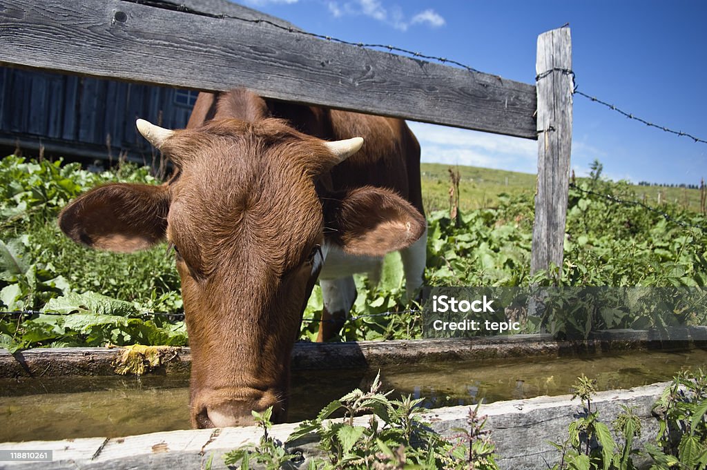 Beber de vaca - Foto de stock de Agricultura libre de derechos