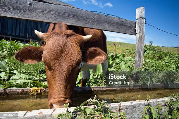 Beber De Vaca Foto de stock y más banco de imágenes de Agricultura - Agricultura, Aire libre, Alemania