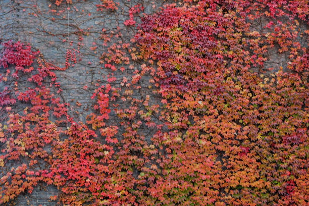 Colorful ivy leaves covering  old building brick wall