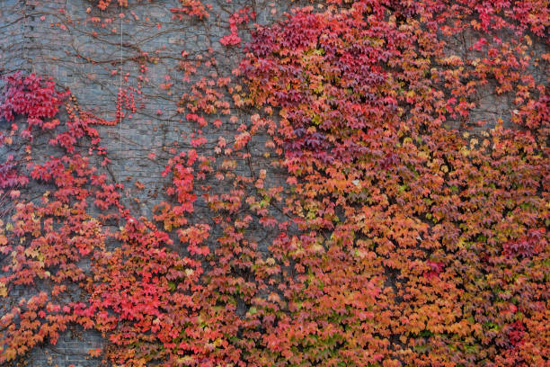 Colorful autumn ivy leaves on old building Colorful ivy leaves covering  old building brick wall Boston Ivy stock pictures, royalty-free photos & images