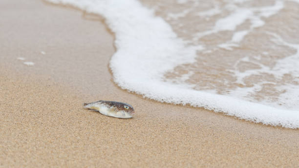 istock Dead fish on beach. Water pollution concept. Plastic pollution in ocean problem. Fish and plastic pollution in sea. Plastic pollution in ocean environmental problem. 1188104366