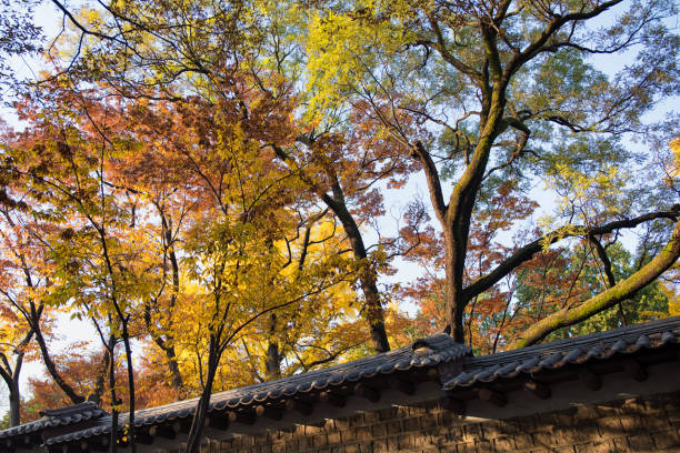 istock Autumn Lights over the Deoksugung Stonewall 1188104976