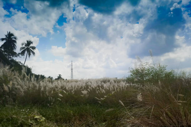 Kaash ful or Kans grass , Saccharum spontaneum, in foreground, blue sky and white clouds of autumn season in background , Kolkata, West Bengal, India.