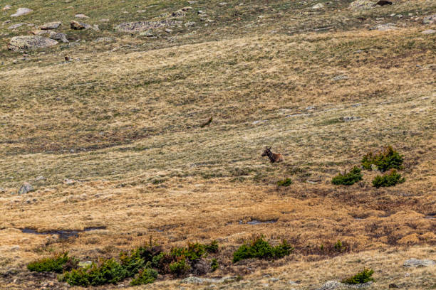 istock Mule Deer at Rocky Mountain National Park 1188108004