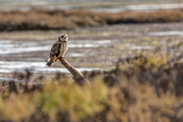 istock short-eared owl perching on a wooden pole at Boundary Bay Beach, Delta, BC, Canada 1188108131