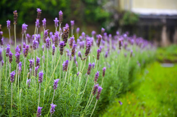 istock Lavender field in Miaoli, Taiwan. 1188108907