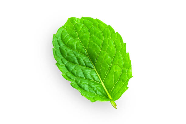 istock Fresh Mint leaves isolated on white background with clipping path. 1188111902