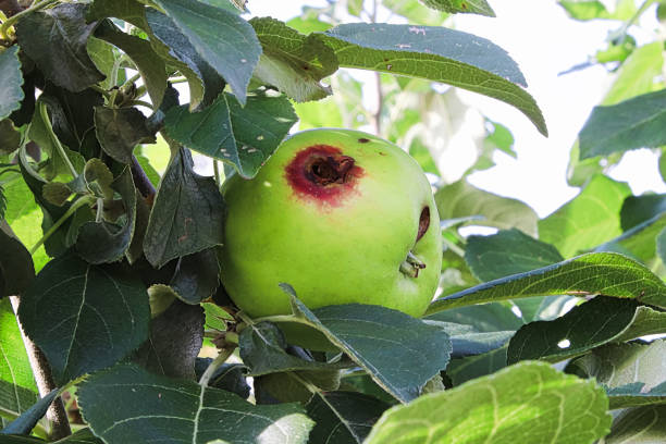 dziura w jabłku spowodowana ćmą codling - apple rotting fruit apple tree zdjęcia i obrazy z banku zdjęć