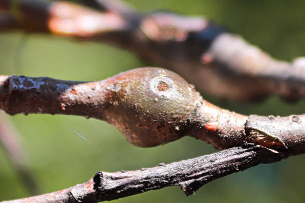 昆虫によって引き起こされる木の枝の胆汁 - leaf gall ストックフォトと画像