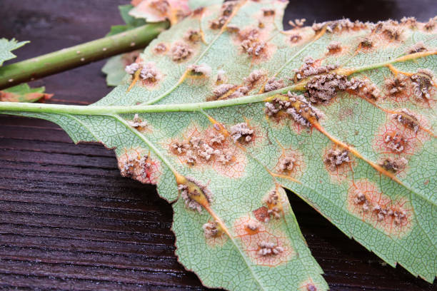 istock The underside of leaves infected with juniper hawthorn rust 1188113308