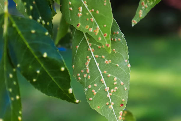 Gall blisters on the underside of ash tree leaves Gall blisters on the underside of ash tree leaves. gall mite stock pictures, royalty-free photos & images