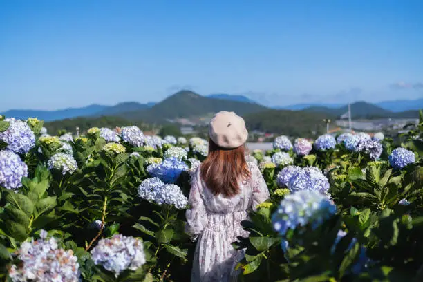 Photo of Young woman traveler enjoying with blooming hydrangeas in Dalat, Vietnam, Travel lifestyle concept