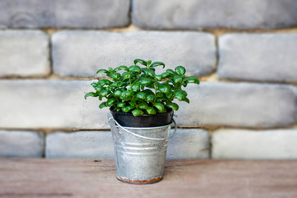 istock Mini green leaves plant pot 1188120480