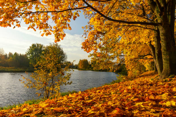 istock Autumn landscape with tree on river bank 1188121585