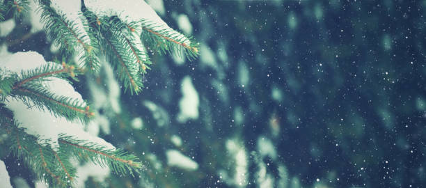 saison d'hiver les branches de pin d'arbre de noel avec la neige et les flocons de neige tombants - landscape cold tree pine photos et images de collection