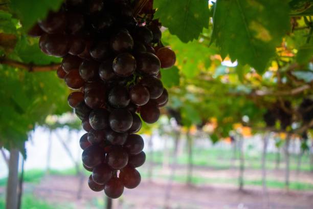 istock purple grapes in grapes garden 1188137025