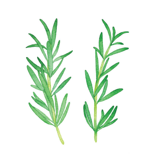 수채화 로즈마리 - rosemary herb freshness twig stock illustrations