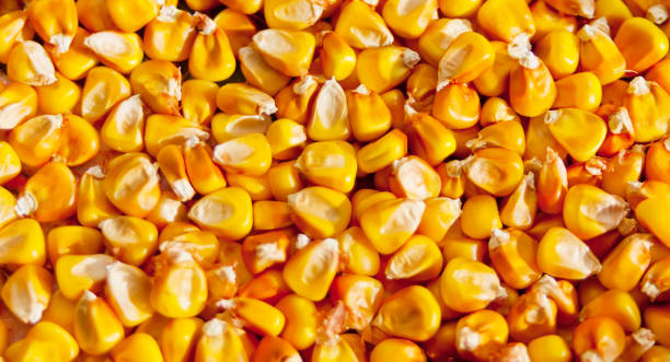 istock Close up of corn grains background texture 1188137812