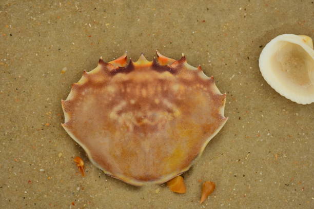 Vertical view of crab shell on beige sand with bivalve nearby. Photo taken at St. George island State Park in Northwest Florida. Nikon D7200 with Nikon 200mm macro lens
