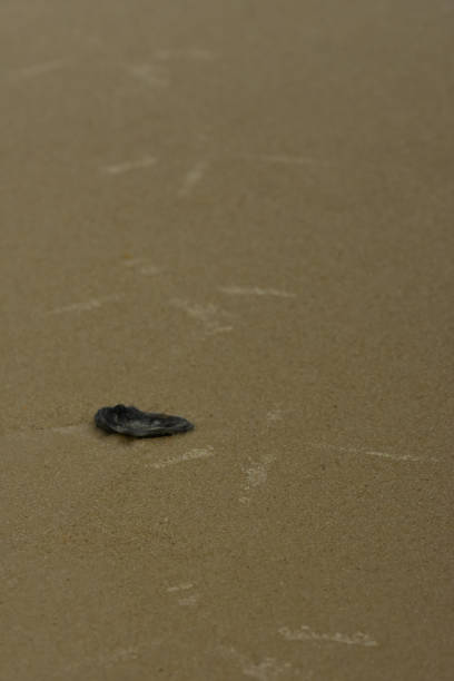 istock Black clam with Great Blue Heron tracks on beach sand 1188144121
