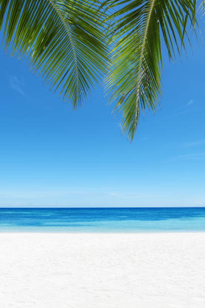 istock Beautiful green palm leafs with tropical beach background 1188144199