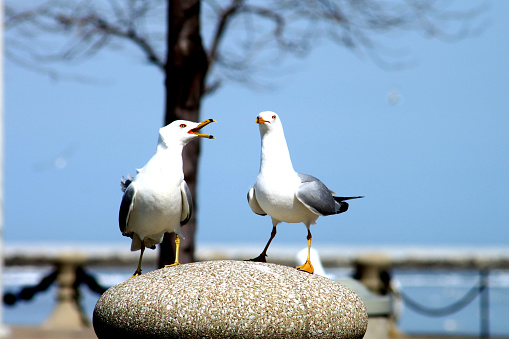 Seagull fighting