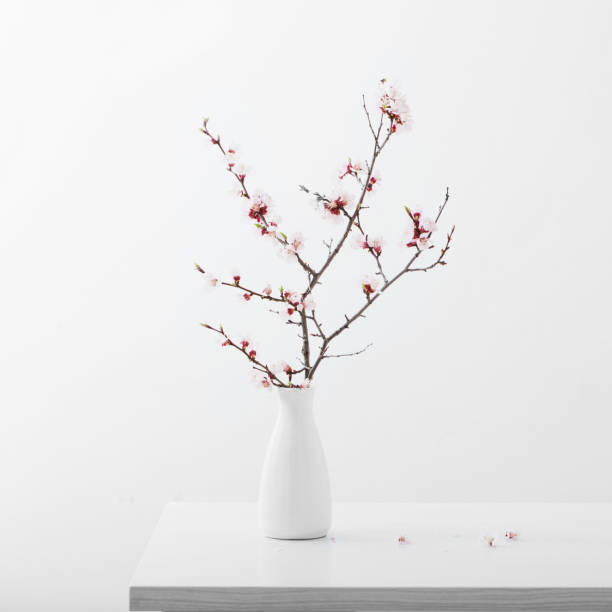 istock flowering cherry branch in  vase on white background 1188145777