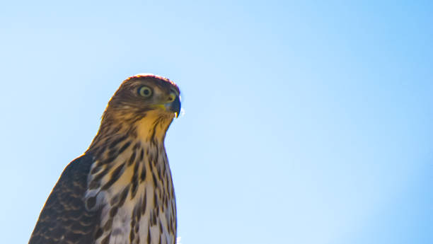 Cooper's Hawk Immature Perched Morning Immature Cooper's Hawk perched on a Joshua Tree in the Mojave Desert. accipiter striatus stock pictures, royalty-free photos & images