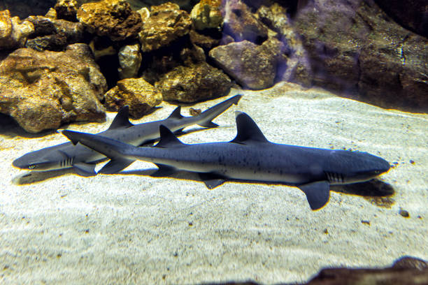 whitetip reef shark (carcharhinus melanopterus) - requiem shark imagens e fotografias de stock