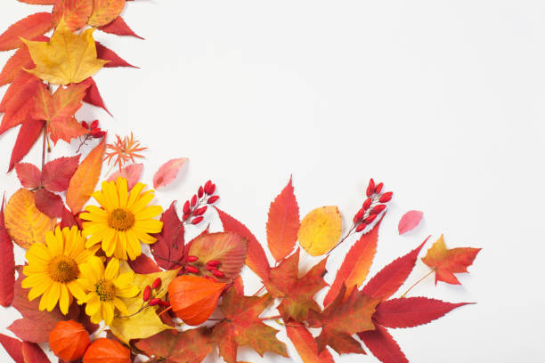 istock autumn leaves and flowers on white background 1188148615
