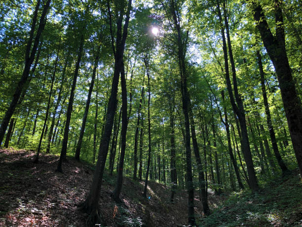 istock Slavonian forest in the excursion site Ljeskovac or Ljeskove vode, Kordusevci - Slavonski Brod, Croatia 1188148751