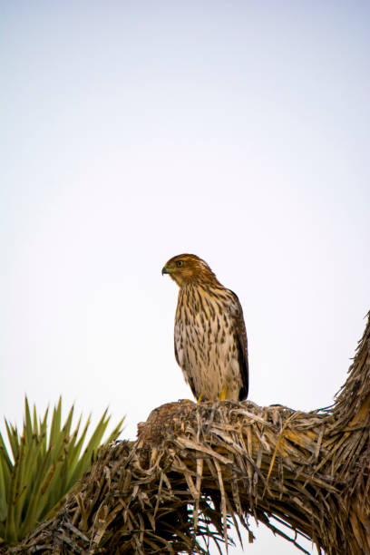 Cooper's Hawk Immature Perched Evening Immature Cooper's Hawk perched on a Joshua Tree in the Mojave Desert. accipiter striatus stock pictures, royalty-free photos & images