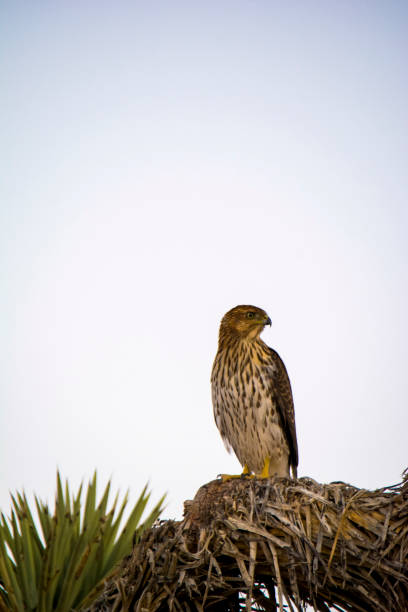 Cooper's Hawk Immature Perched Evening Immature Cooper's Hawk perched on a Joshua Tree in the Mojave Desert. accipiter striatus stock pictures, royalty-free photos & images