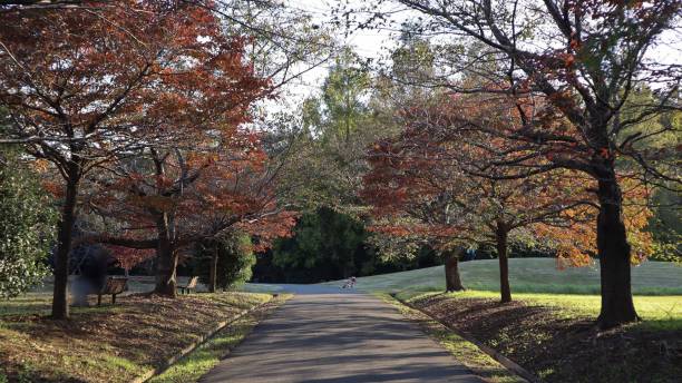 istock street of park 1188149559