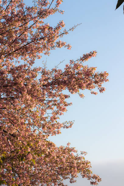 This shot was made in june 2018, this cherry blossom tree with the flowers on the branches looks beautiful as it over looks the valley with the blue sky at the backdrop.