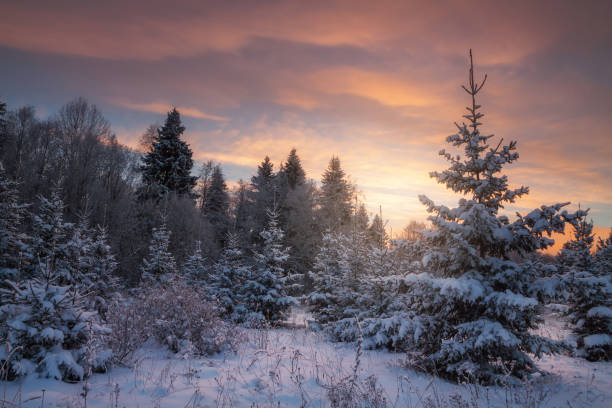 istock winter forest in the evening 1188151555