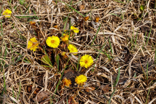 istock Coltsfoot flower (Tussilago farfara) on meadow 1188152550