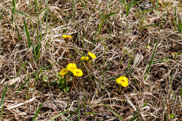istock Coltsfoot flower (Tussilago farfara) on meadow 1188152551