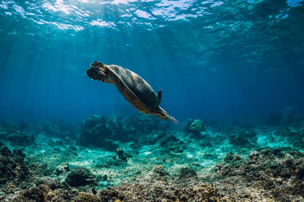 istock Sea turtle glides in ocean. Underwater view with turtles 1188152616