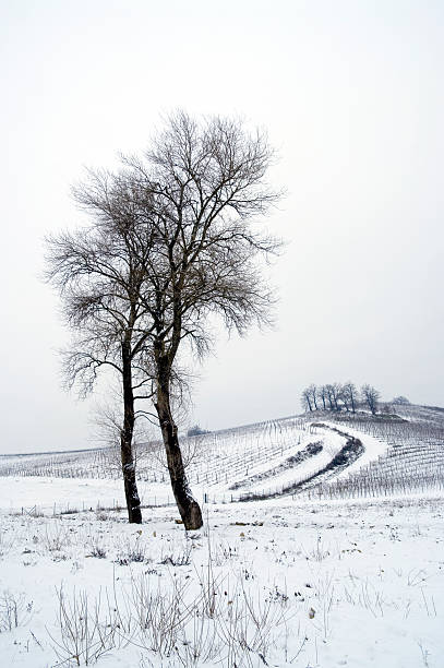 wintry landscape stock photo