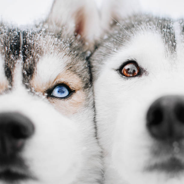 Close-Up Front View of a Husky Sled Dog Walking on Frozen Lake, Tampere, Finland