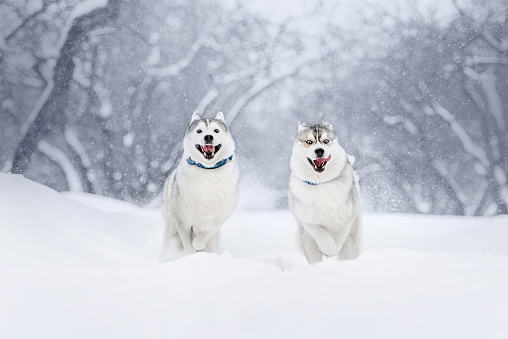 two happy siberian husky dogs running in the snow