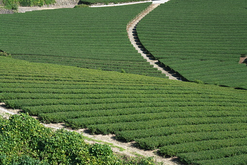 Image of Japanese tea plantation