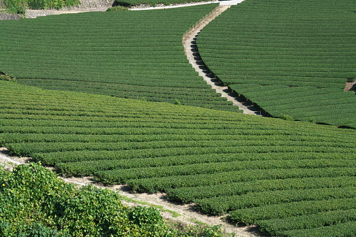 Rows of grapevines in a central California vineyard.