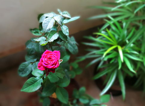 Closeup Image Of Beautiful Pink Rose Flower