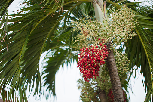 Tropical trees with fruits. Trees growing in the tropics. Cocoa, breadfruit and citrus fruits